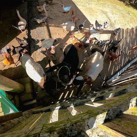 Saíra Recanto de Serra Mulungu  Exterior foto